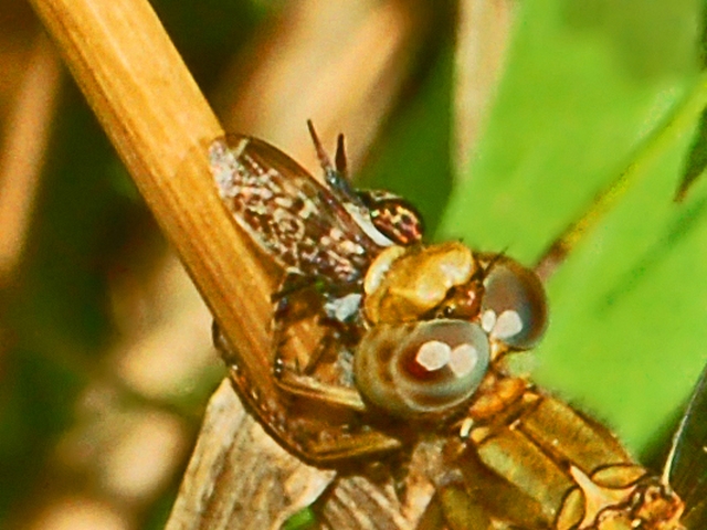 Galleria di insetti predatori e loro prede